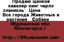 Продаю щенков кавалер кинг чарлз спаниель › Цена ­ 40 000 - Все города Животные и растения » Собаки   . Мурманская обл.,Мончегорск г.